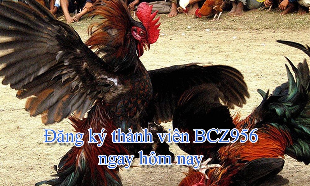 Cách đăng ký tài khoản BCZ956